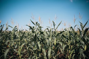 Green Corn Field Under Blue Sky