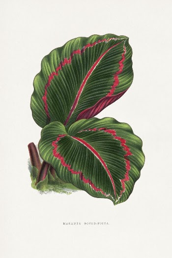 Green corona player plant illustration | Free Photo Illustration - rawpixel