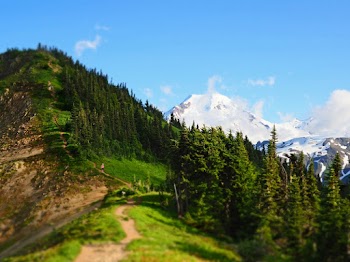 Green Covered Tree Mountain