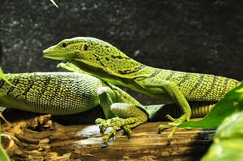 Green Crested Lizard