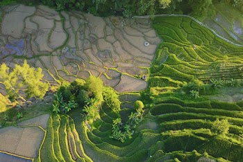 Green Crop Field