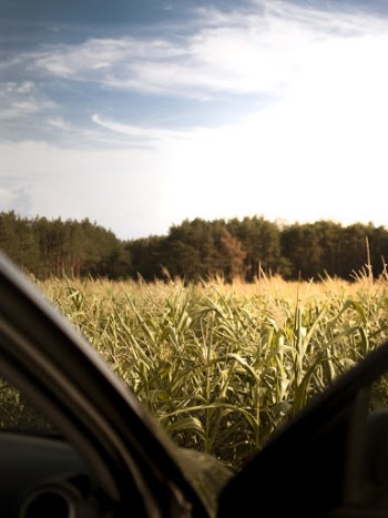 Green Crop Field