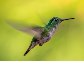 Green-crowned Brilliant hummingbird in flight