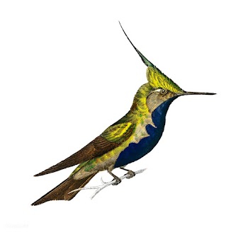 Green-crowned plovercrest (Oiseau-mouche Dela.. | Free stock vector - 467347