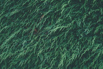 Green Cypress