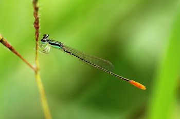 Green Damselfly Perched on Plant Stem at Daytime