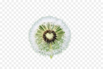 green dandelion plant flower kiwifruit