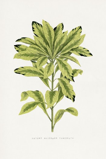 Green Daphne leaf illustration from Les | Free Photo Illustration - rawpixel