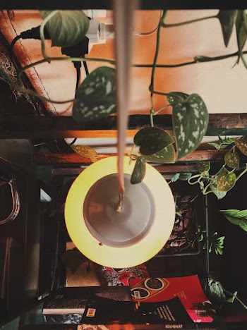 Green Devil's Ivy Plant