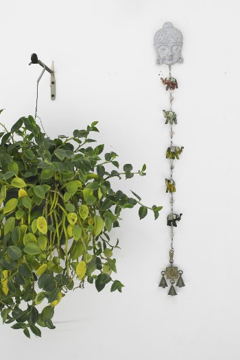Green Devil's Ivy Plant