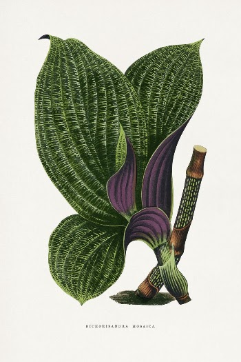 Green Dichorisandra Mosaica leaf illustration | Free Photo Illustration - rawpixel