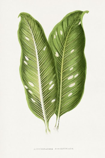 Green Dieffenbachia Baraquiniana leaf illustration | Free Photo Illustration - rawpixel