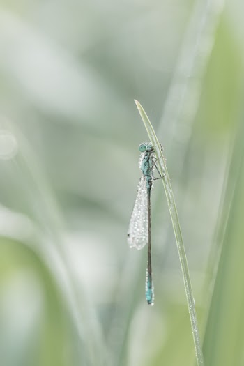 Green Dragonfly Cling on Grass