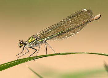 Green Dragonfly on Green Grass