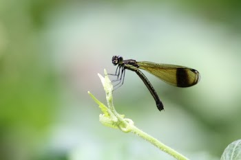 Green Dragonfly on Green Leaf during Daytime