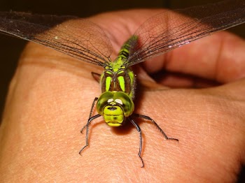 Green Dragonfly on Person Hand