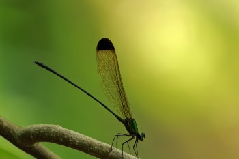 Green Dragonfly on Tree Branch