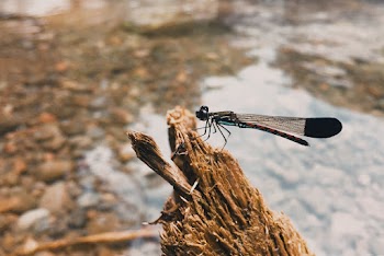 Green Dragonfly on Tree Branch