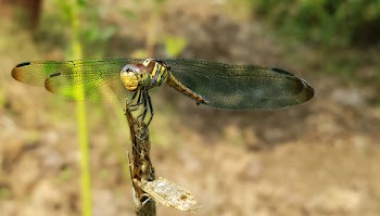 Green Dragonfly Perched on Brown Stem in Closeup Photography