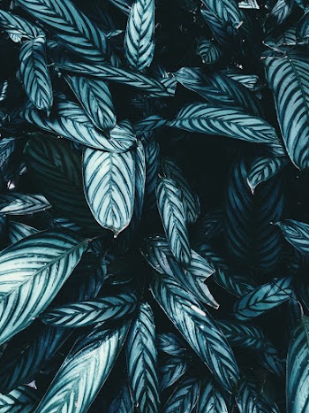 Green Dumb Cane Plants