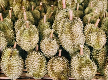 Green Durian Fruit Lot