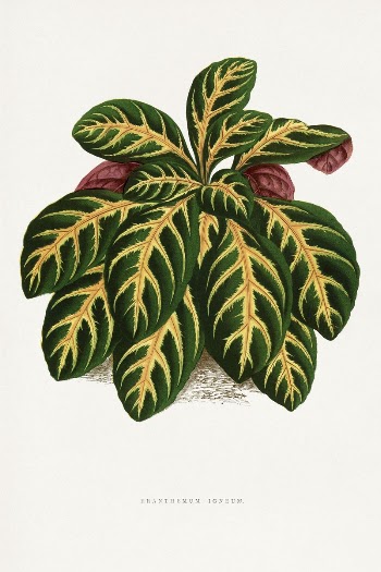 Green Eranthemum Igneum leaf illustration | Free Photo Illustration - rawpixel