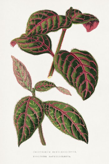 Green Eranthemum leaf illustration from Les | Free Photo Illustration - rawpixel