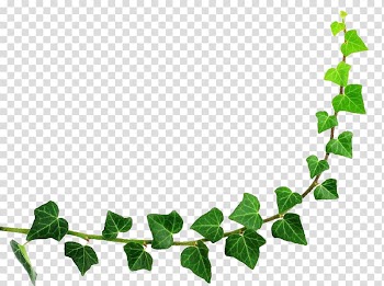 Green evil's ivy plant, Semicircle Leaf, Green leaf half circle border transparent background PNG clipart
