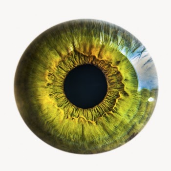 Green eye iris, iridology isolated | Free Photo - rawpixel