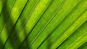 Green Fan Leaf