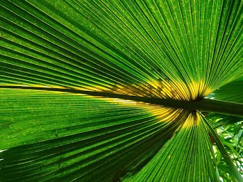 Green Fan Palm Plant