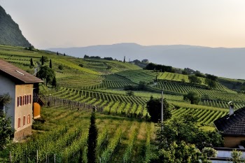 Green Farm