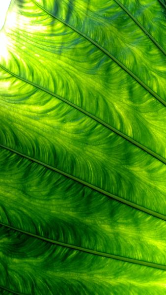 green feathers