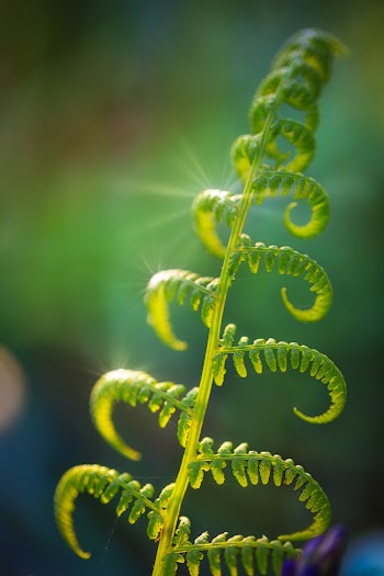 Green Fern