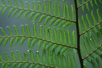 Green Fern