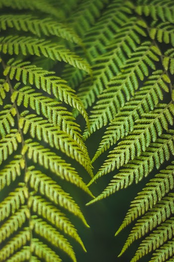 Green Fern