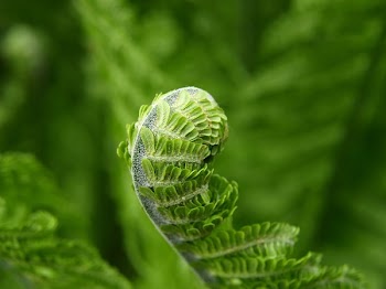 Green Fern Branch Curling