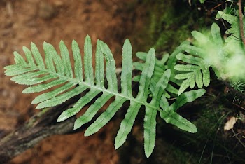 Green Fern Leaf