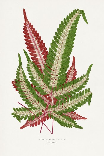 Green fern leaf illustration from Les | Free Photo Illustration - rawpixel