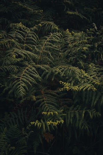 Green Fern Leaves