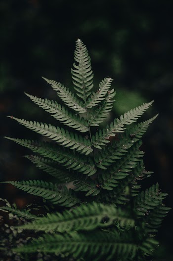 Green Fern Leaves in Close Up Photography