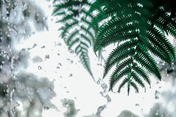 Green Fern Near Dewdrops