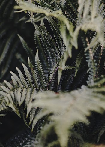 Green Fern Plant