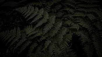 Green Fern Plant