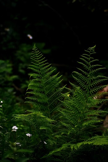 Green Fern Plant