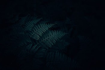 green fern plant