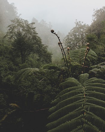 Green Fern Plant