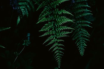 green fern plant