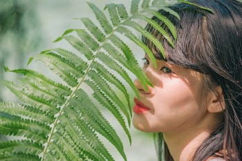 Green Fern Plant