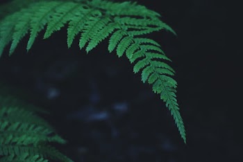 Green Fern Plant